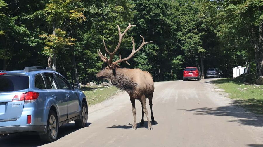 From Montreal: Omega Park Wildlife Safari Calling Sounds - From Montreal to Omega Park near Montebello