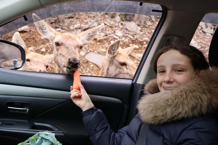 From Montreal: Omega Park Wildlife Safari Calling Sounds - Responsible feeding and wildlife protection
