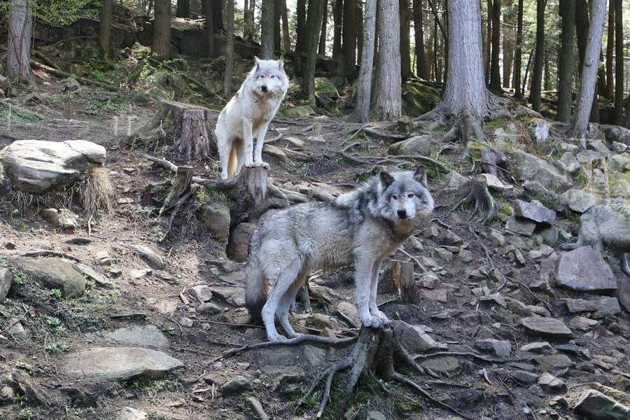 From Montreal: Omega Park Wildlife Safari Calling Sounds - How the sound devices change the viewing