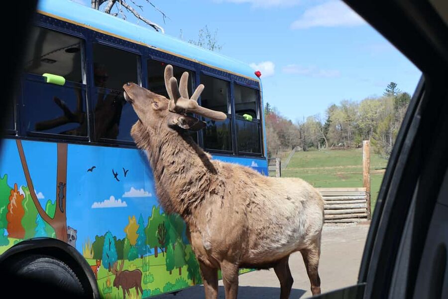 From Montreal: Omega Park Wildlife Safari Calling Sounds - Forests, lakes, and open Quebec scenery