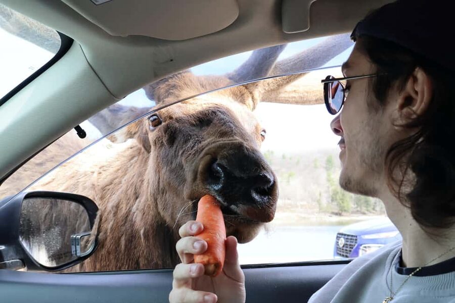 From Montreal: Omega Park Wildlife Safari Calling Sounds - Why the private guide matters