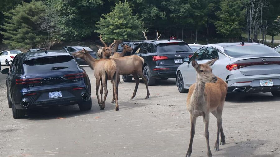 From Montreal: Omega Park Wildlife Safari Calling Sounds - Who will enjoy this Omega Park safari?
