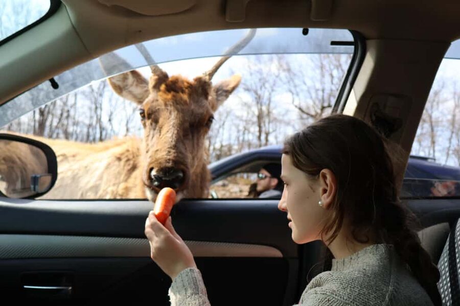 From Montreal: Omega Park Wildlife Safari Calling Sounds - Meeting deer, elk, bison, and wild boars