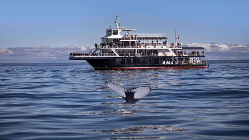 From Quebec City: Whale Watching Excursion Full-Day Trip - The long road from Québec City to Baie-Sainte-Catherine