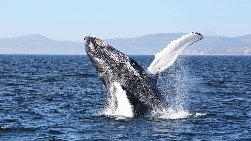 From Quebec City: Whale Watching Excursion Full-Day Trip - Choosing the large boat or the Zodiac