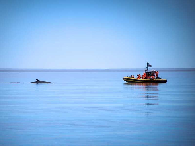 From Quebec City: Whale Watching Excursion Full-Day Trip - The scenery between sightings