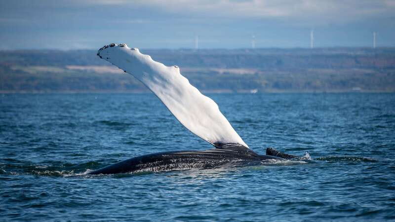 From Quebec City: Whale Watching Excursion Full-Day Trip - Is $186 a fair price?