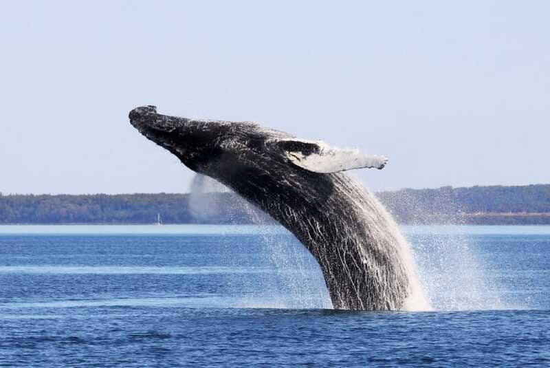 From Quebec City: Whale Watching Excursion Full-Day Trip - Who should book this trip?