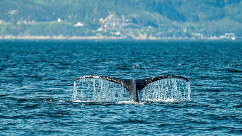 From Quebec City: Whale Watching Excursion Full-Day Trip - Baie-Sainte-Catherine and the launch point