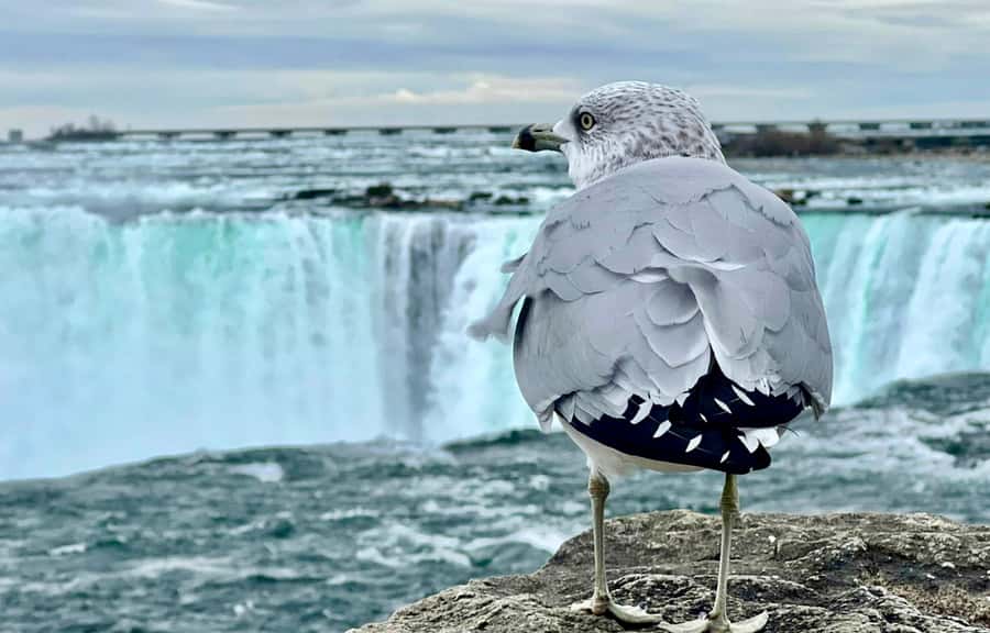 From Toronto: Niagara Falls Tour + Boat Ride and/or Journey - How the guides affect the day