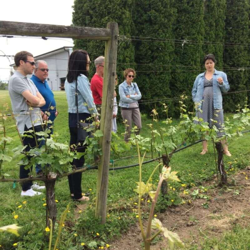 From Vancouver: Fraser Valley Wine Tour with Local Tastings - Who will enjoy this wine tour most?