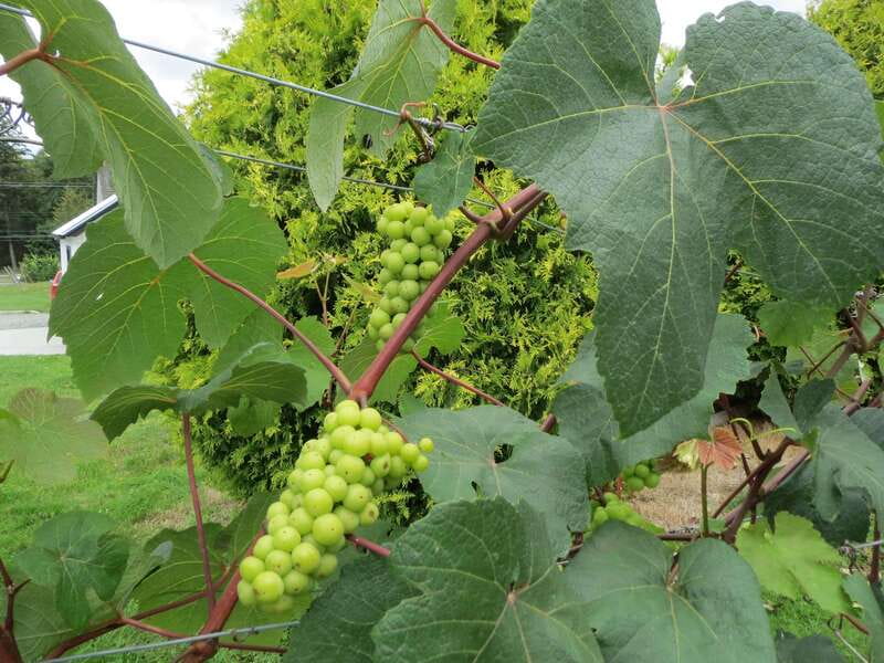 From Vancouver: Half-Day Fraser Valley Wine Tour - Festina Lente Estate and British Columbia mead