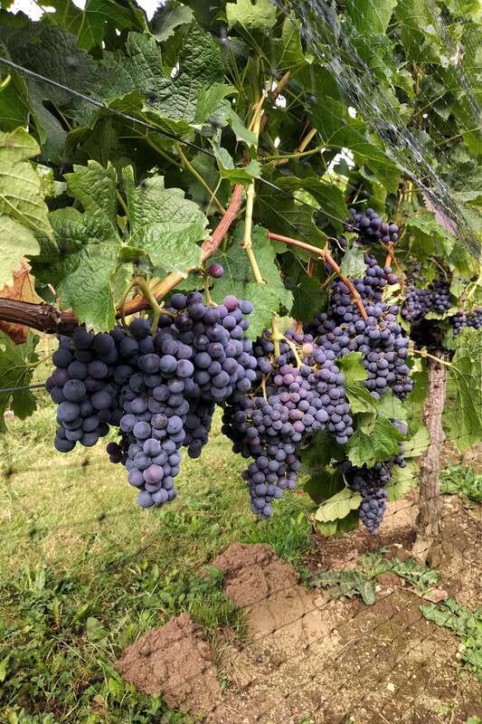 From Vancouver: Half-Day Fraser Valley Wine Tour - Optional wineries when the schedule permits