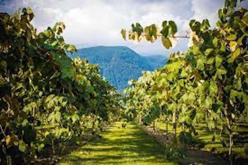 From Vancouver: Half-Day Fraser Valley Wine Tour - Small groups and comfortable transport