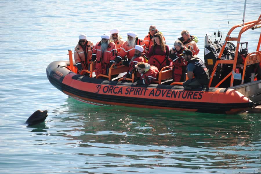From Victoria: Whale Watching Marine Wildlife Excursion - Key points at a glance