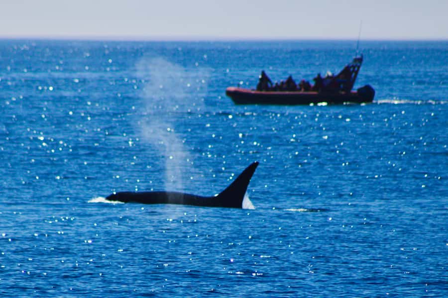 From Victoria: Whale Watching Marine Wildlife Excursion - A fast start from Victoria’s waterfront
