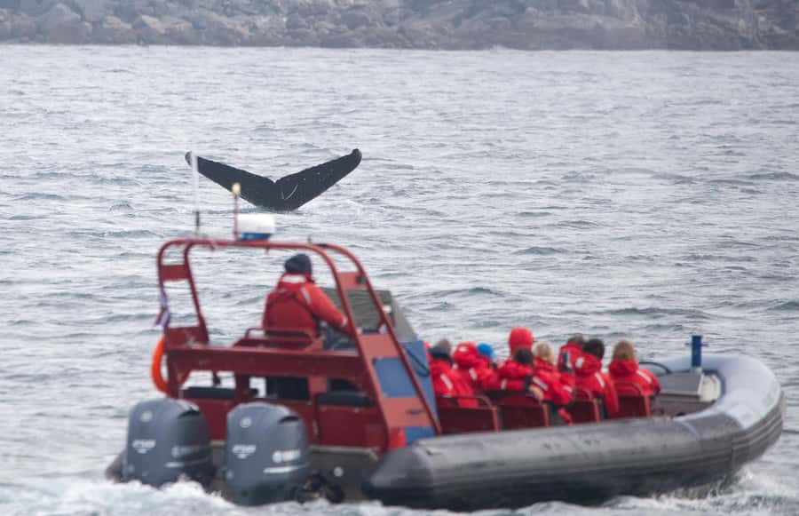 From Victoria: Whale Watching Marine Wildlife Excursion - What the three hours feel like