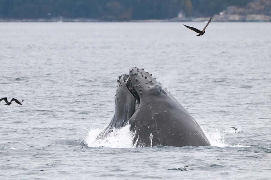 From Victoria: Whale Watching Marine Wildlife Excursion - The real value of the $113 price