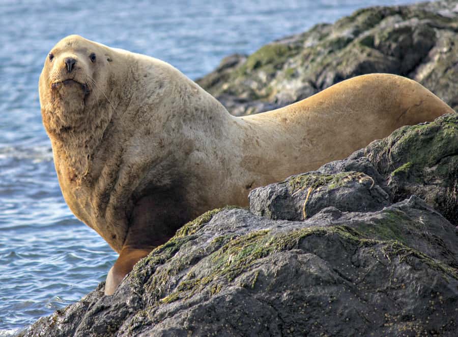 From Victoria: Whale Watching Marine Wildlife Excursion - The Zodiac ride: fun, but not for everyone