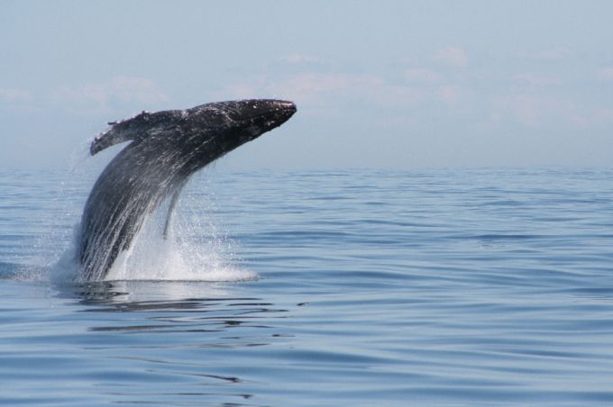 From Victoria: Whale Watching Marine Wildlife Excursion - Guides, communication, and the small-group advantage