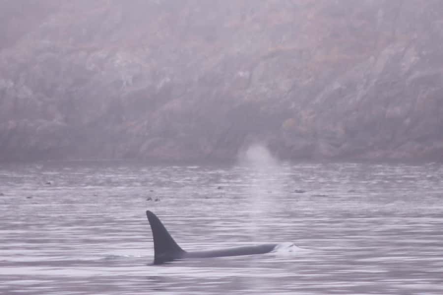 From Victoria: Whale Watching Marine Wildlife Excursion - Wildlife expectations and responsible viewing