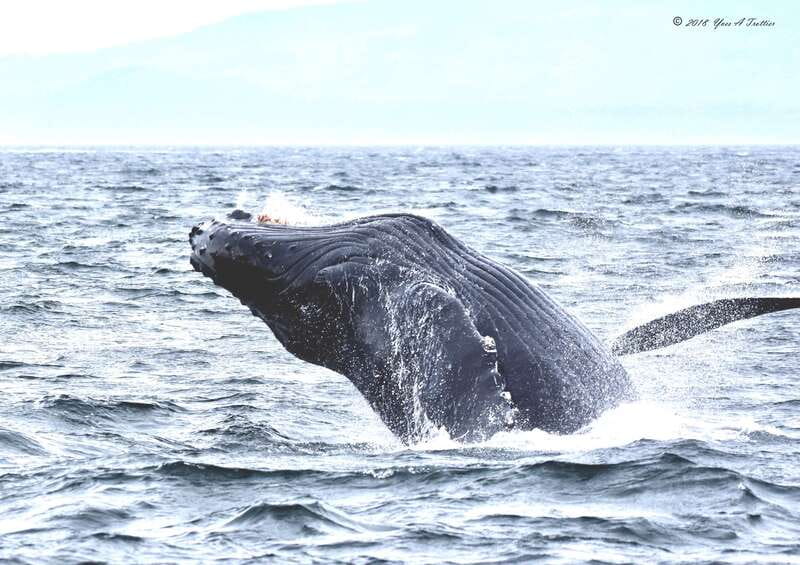 From Victoria: Whale Watching Tour by Zodiac Boat - Key points before you book