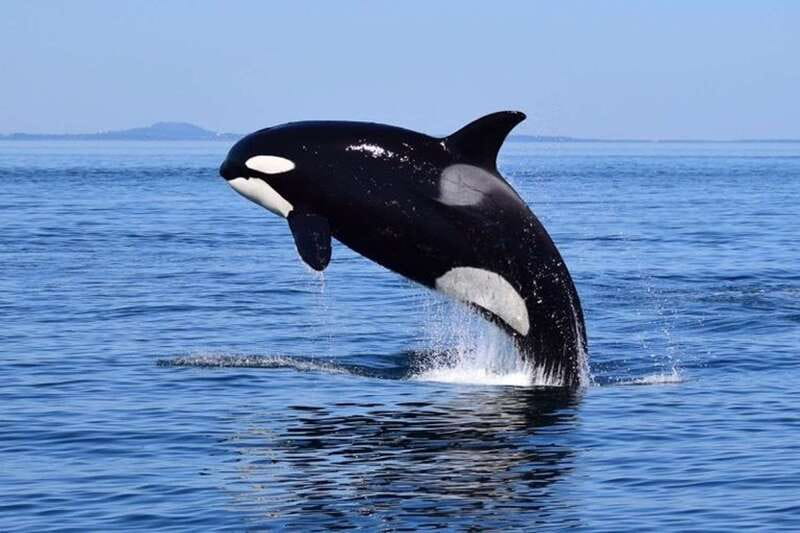 From Victoria: Whale Watching Tour by Zodiac Boat - A fast start from Victoria’s Inner Harbour