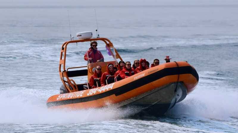 From Victoria: Whale Watching Tour by Zodiac Boat - More than whales: seals, sea lions, otters, and birds