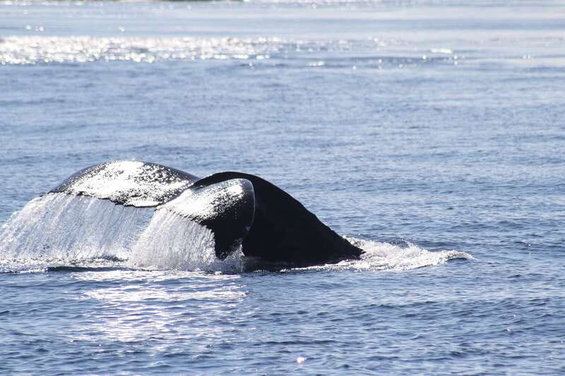 From Victoria: Whale Watching Tour by Zodiac Boat - The guide turns a sighting into a story