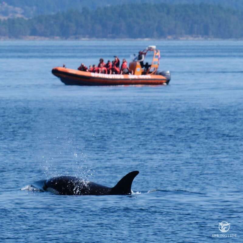 From Victoria: Whale Watching Tour by Zodiac Boat - Who will enjoy this tour most?