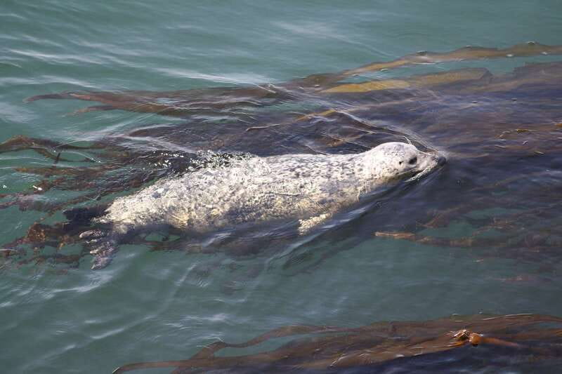 From Victoria: Whale Watching Tour by Zodiac Boat - Practical details that improve the day