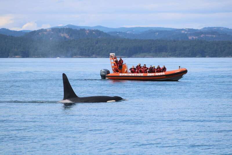 From Victoria: Whale Watching Tour by Zodiac Boat - The Zodiac ride is half the fun