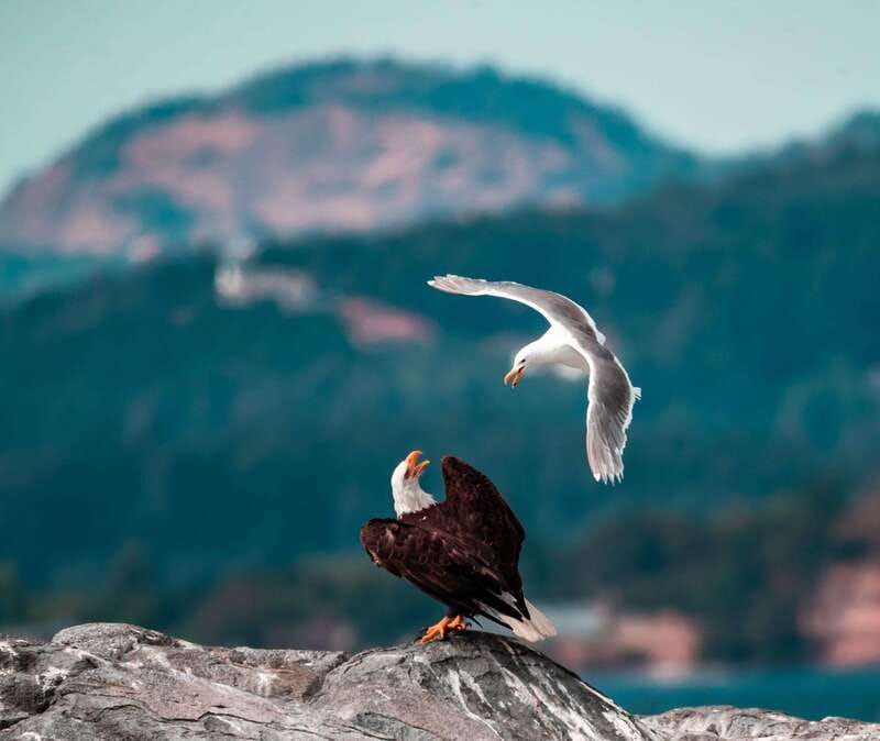 From Victoria: Whale Watching Trip on Covered Boat - Who will enjoy this Victoria whale tour most?