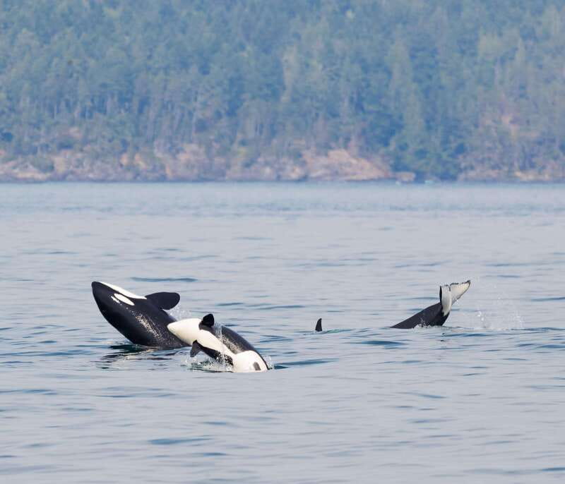 From Victoria: Whale Watching Trip on Covered Boat - More than whales: sea lions, seals, porpoises, and birds