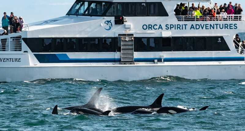 From Victoria: Whale Watching Trip on Covered Boat - A boat that works in changing weather