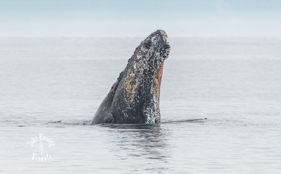 From Victoria: Whale Watching Trip on Covered Boat - Guides who keep the cruise lively
