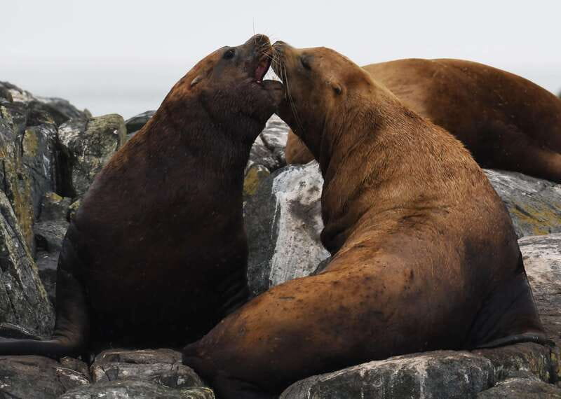 From Victoria: Whale Watching Trip on Covered Boat - Best time to go from April through October