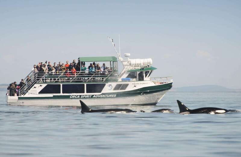 From Victoria: Whale Watching Trip on Covered Boat - Finding orcas and humpback whales
