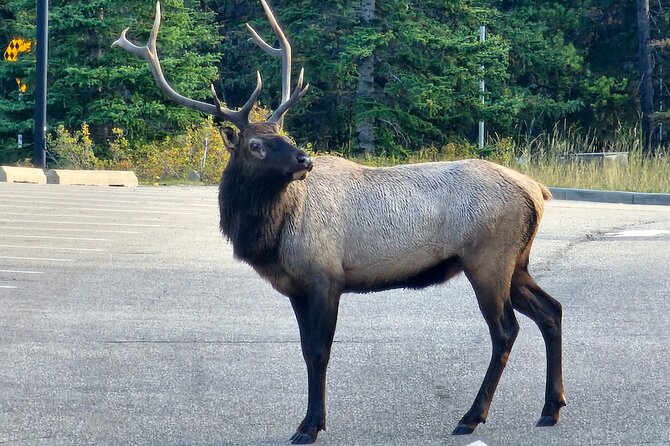 Full Day Private Tour Banff/Yoho Customized Sightseeing - Emerald Lake gives you the first big view