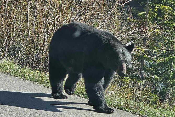 Full Day Private Tour Banff/Yoho Customized Sightseeing - Castle Mountain and Johnston Canyon change the pace