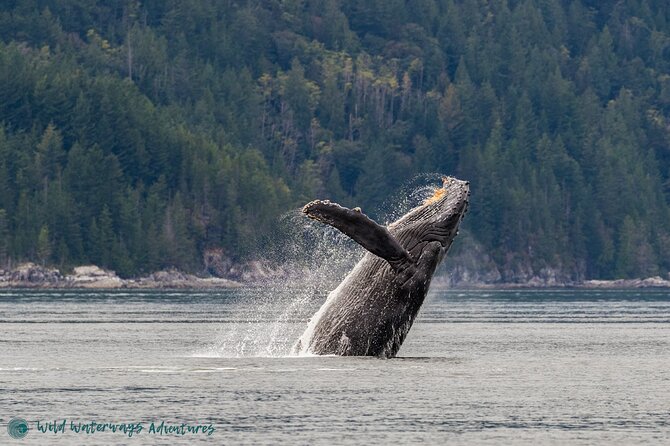 Full Day Whale Watching Campbell River - Key details worth knowing