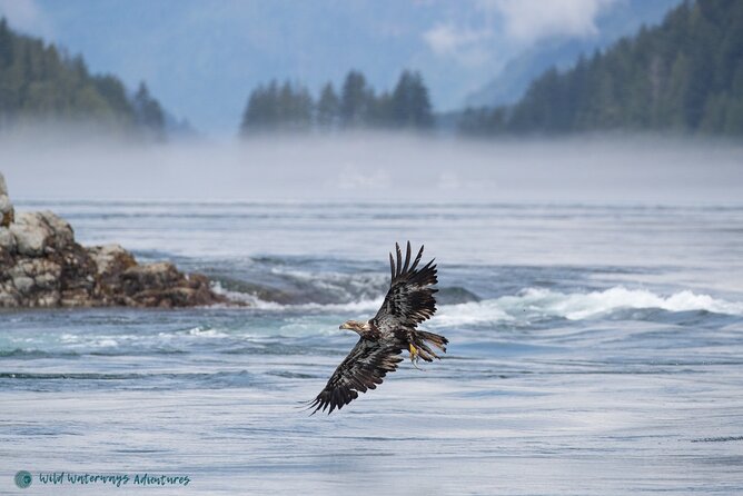Full Day Whale Watching Campbell River - A full day in the Discovery Islands