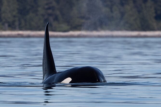 Full Day Whale Watching Campbell River - The island lunch stop