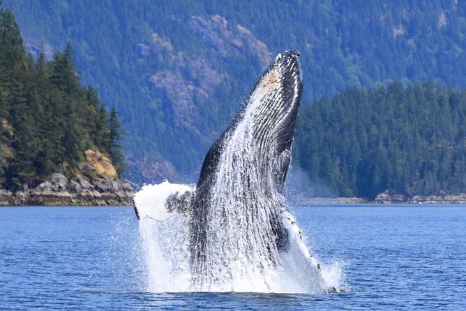 Full Day Whale Watching Campbell River - What the Zodiac ride feels like