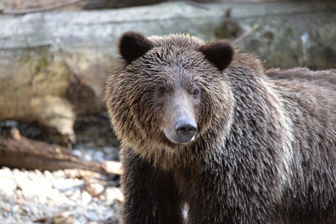 Great Bears of Bute: Grizzly Bear Viewing & Indigenous Cultural Tour - Great Bears of Bute at a glance