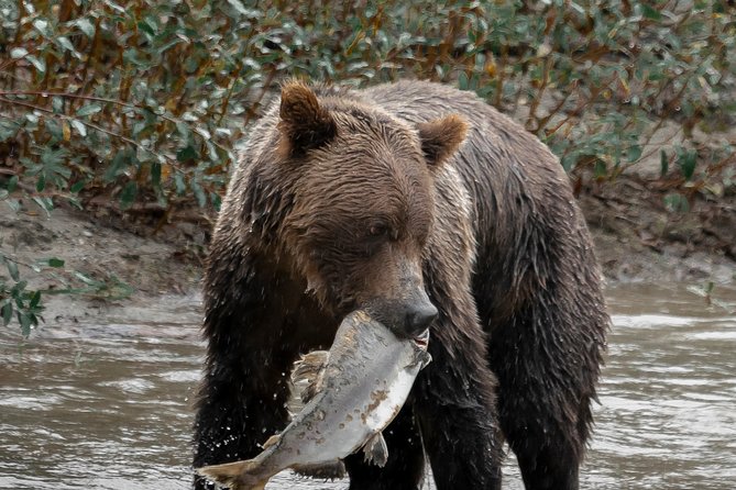 Great Bears of Bute: Grizzly Bear Viewing & Indigenous Cultural Tour - The Homalco cultural connection