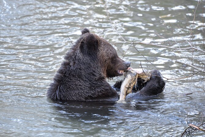 Great Bears of Bute: Grizzly Bear Viewing & Indigenous Cultural Tour - What the full eight to nine hours feels like