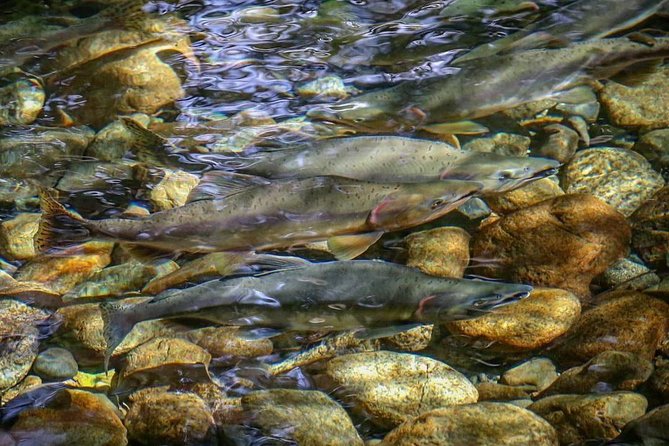 Guided Fishing Adventure in Whistler - Three hours of fishing in Whistler’s backcountry