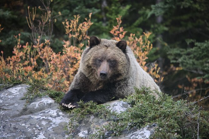 Guided Tour to Banff Highlights & Wildlife With Gondola Admission - Mount Norquay Road gives you a fast Banff overview