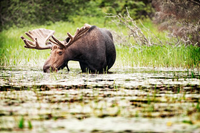 Guided Tours Algonquin Park - Six hours on the river